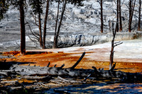 Trees of Yellowstone in Mammoth Hot Springs
