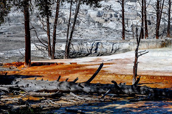 Trees of Yellowstone in Mammoth Hot Springs