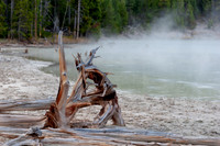 Driftwood of Yellowstone
