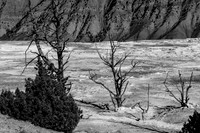 Trees of Yellowstone
