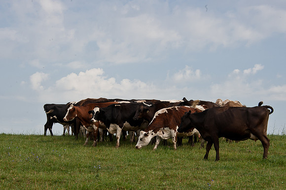 Cattle on the Hill
